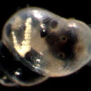 Image of Rissoellidae Gray 1850