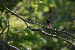 Image of Rose-breasted Grosbeak