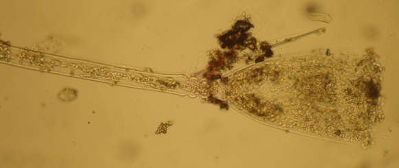 Слика од Leptothecata Cornelius 1992