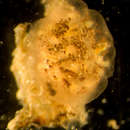 Image of Polycitor translucidus Kott 1957