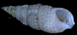 Image of Cerithium zebrum Kiener 1841