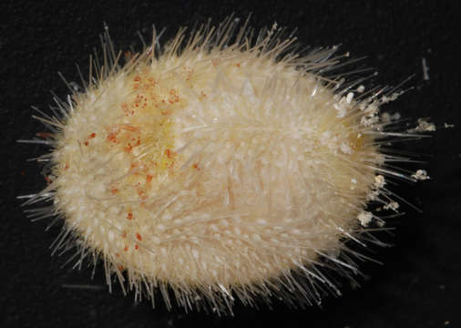 Image of heart urchins