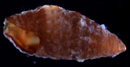 Image of Horaiclavidae Bouchet, Kantor, Sysoev & Puillandre 2011