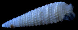 Image of Bouchetriphora B. A. Marshall 1983