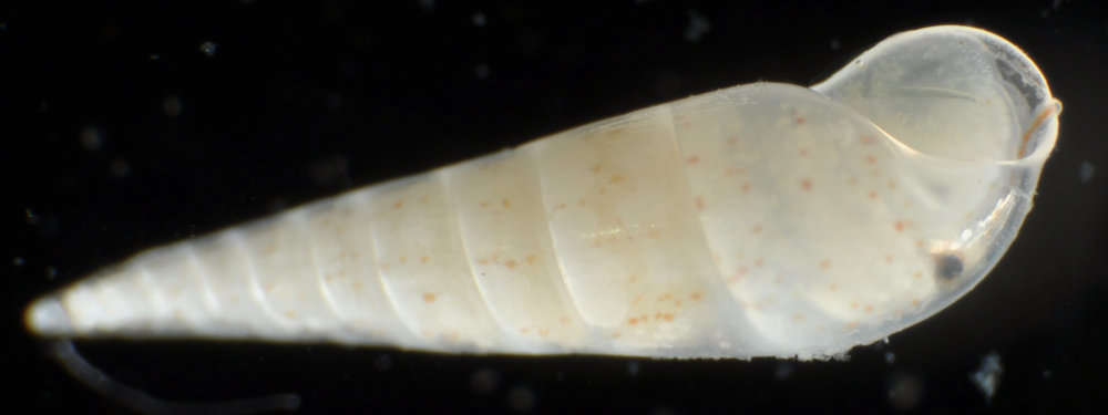 Image of <i>Melanella oxytata</i>