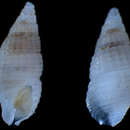Image of Bittinella lochi (Sleurs 1996)