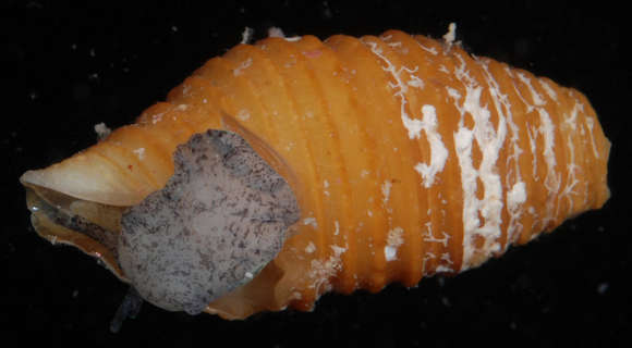 Image of <i>Turridrupa modesta</i>