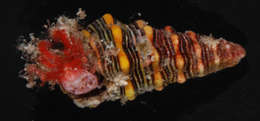 Image of Hermit Crabs and Mole Crabs
