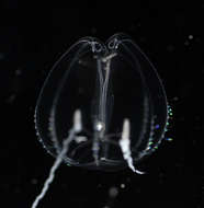 Слика од Tentaculata Eschscholtz 1825