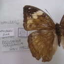 Bebearia mardania Fabricius 1793的圖片