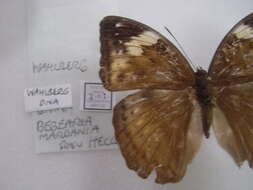 Image of Bebearia mardania Fabricius 1793