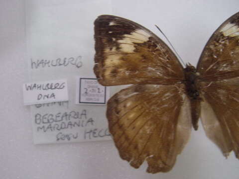 Bebearia mardania Fabricius 1793的圖片