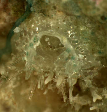 Image of Microporoidea Gray 1848