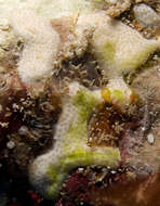 Image of Overgrowing Tunicates