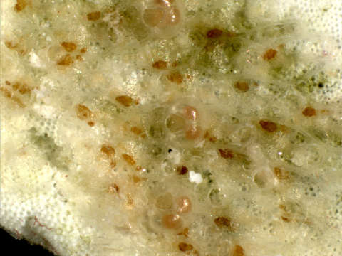 Image of Thalamoporellina Ostrovsky 2013