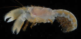 Image of ghost shrimps