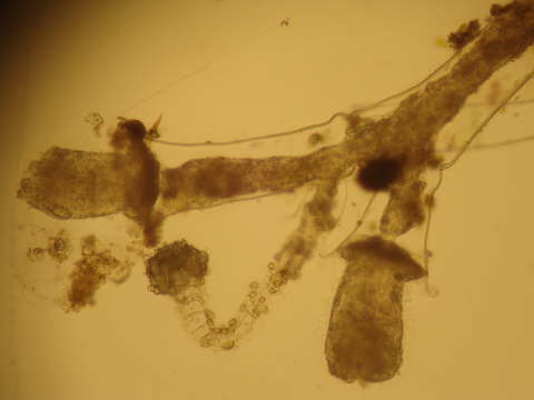 Image of Hydrodendron mirabile (Hincks 1866)