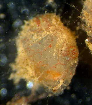 Image of Candy stripe tunicate