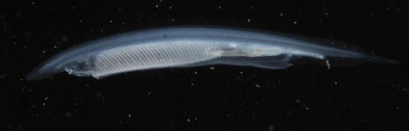 Image of cephalochordates