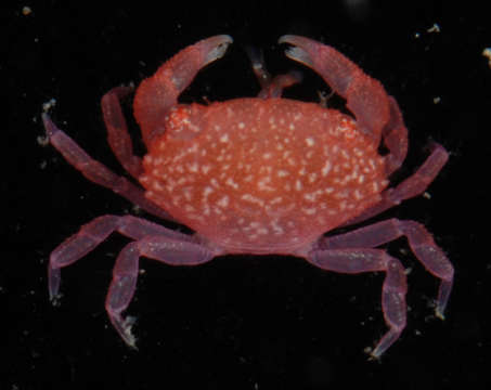 Image of Liomerinae T. Sakai 1976