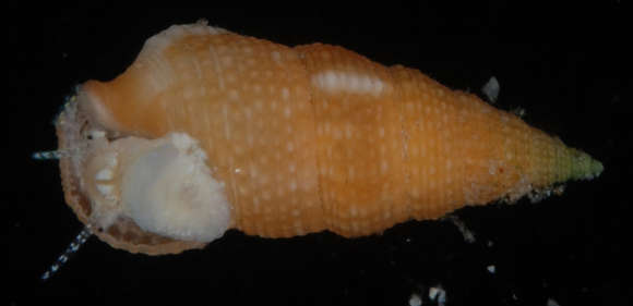 Image of Cerithium zebrum Kiener 1841