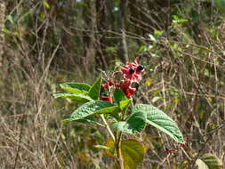 Image of Clerodendrum infortunatum L.