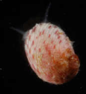 Image of Fossarininae