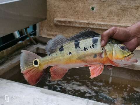 Image of Butterfly peacock bass