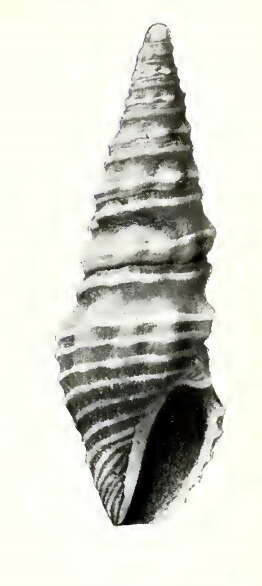 Image of Compsodrillia thestia (Dall 1919)