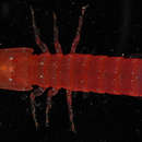 Image of <i>Gonodactylellus espinosus</i>