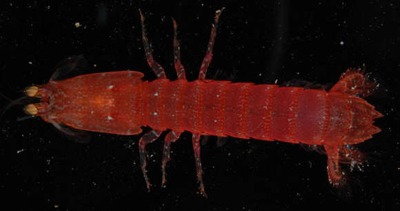 Image of Gonodactylellus