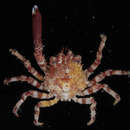 Image of Spider crab