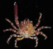 Image of Schizophrys White 1848