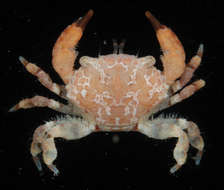 Image of Pale Pebble Crab