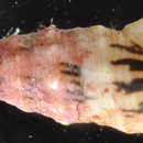 Image of Cerithium egenum Gould 1849