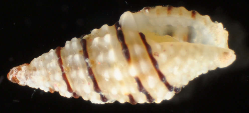 Image of Raphitomidae Bellardi 1875
