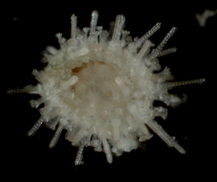 Imagem de Echinozoa
