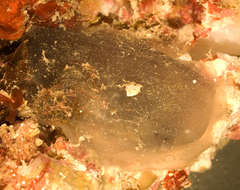 Image of Ascidia melanostoma Sluiter 1886