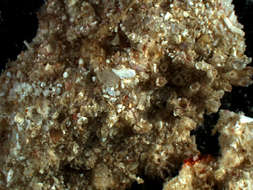 Image of Aplidium nadaense (Nishikawa 1980)
