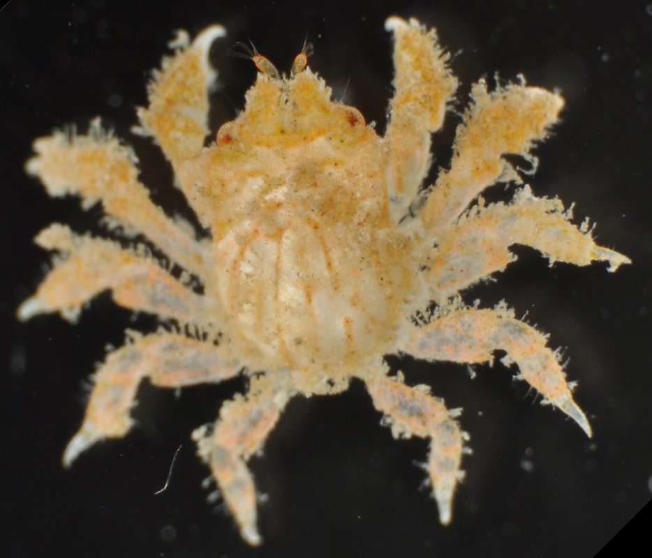 Image of Cryptochiroidea Paulson 1875