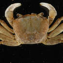 Image of brown land crab