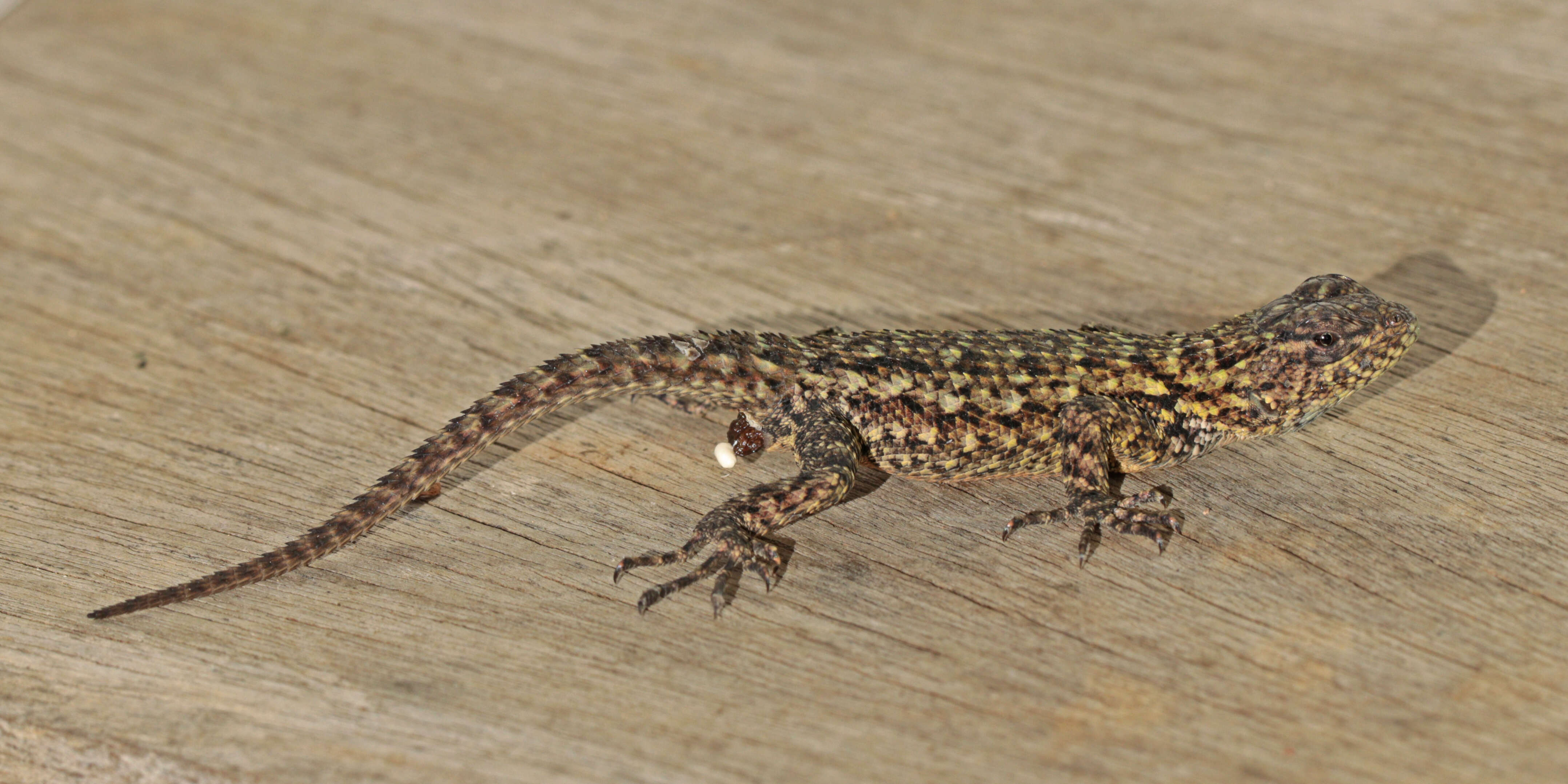 Image of Green Spiny Lizard