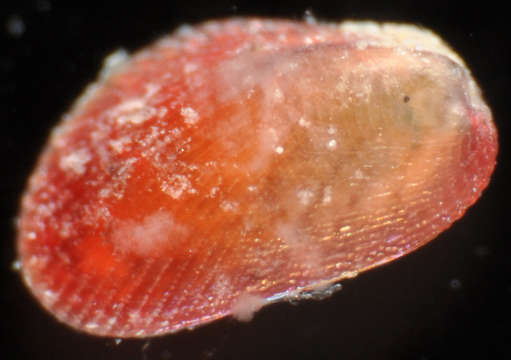 Image of Mytiloidea