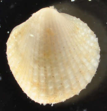 Image of Heterodonta