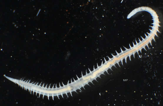 Image of bloodworms