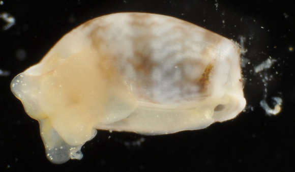 Image of Haminoeoidea Pilsbry 1895