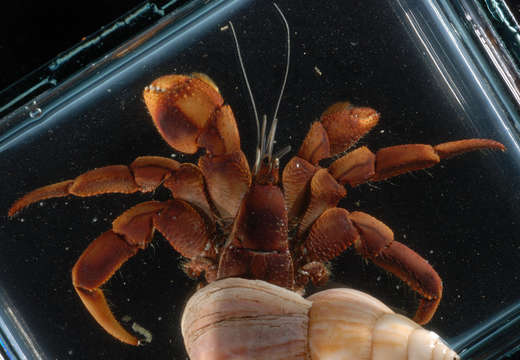 Image of <i>Coenobita cavipes</i>