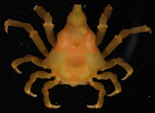 Image of Simocarcinus