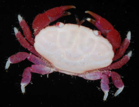 Image of Liomerinae T. Sakai 1976