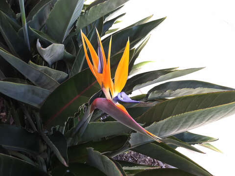 Image of Bird of paradise plant